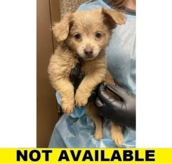 What`s Up, Doc? -  Mixed Breed Dog for Adoption in Eugene, Oregon - What`s Up, Doc? | PetCurious