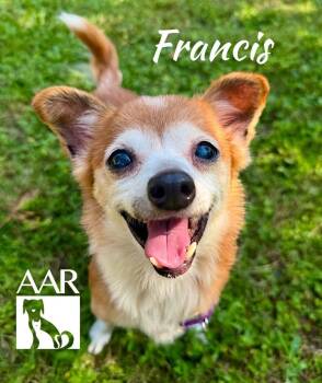 Chihuahua Dogs Available for Adoption in Magnolia, Texas - Francis` | PetCurious