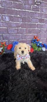 Butters -  Havanese and Yorkshire Terrier Dog for Adoption in Cottonwood, California - Butters | PetCurious