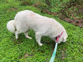 Great Pyrenees Dogs Available for Adoption - Sigrid | PetCurious