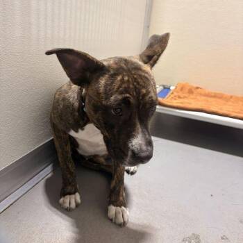 Mochi Sochi -  Mixed Breed Dog for Adoption in Davenport, Iowa - Mochi Sochi | PetCurious