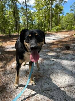 Shepherd and Hound Dogs Available for Adoption in Manhasset, New York - Cove | PetCurious