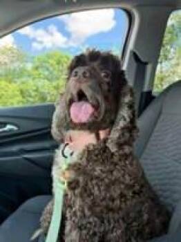 Bud -  Cocker Spaniel Dog for Adoption in Newport, Kentucky - Bud | PetCurious