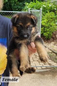 Lilah -  German Shepherd Dog Dog for Adoption in West Palm Beach, Florida - Lilah | PetCurious