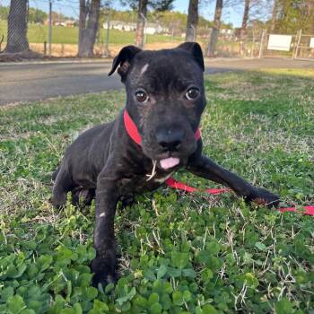 Black Labrador Retriever and Mixed Breed Dogs Available for Adoption in Roxboro, North Carolina - Naomi | PetCurious