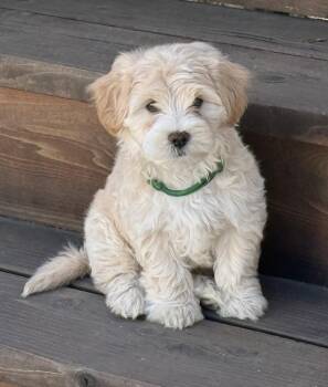 Shop: Neiman Marcus -  Maltese and Shih Tzu Dog for Adoption in Palo Alto, California - Shop: Neiman Marcus | PetCurious