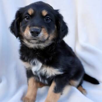 Australian Shepherd and Terrier Dogs Available for Adoption - Wrigley | PetCurious