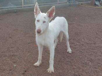 Rescue Portuguese Podengo Dogs for Adoption in Winchester, Virginia - Colmillo | PetCurious