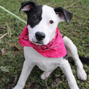 Collie Dogs Available for Adoption - Mish In NH! Come Meet Our Adoptable Dogs Wednesday-Saturday. Mor | PetCurious