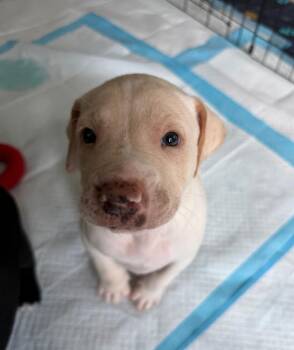 Baby Ember -  Catahoula Leopard Dog and Labrador Retriever Dog for Adoption in Washington, District Of Columbia - Baby Ember | PetCurious