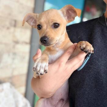 Sun -  Chihuahua Dog for Adoption in Chico, California - Sun | PetCurious