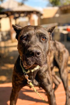 Rescue Mixed Breed Dogs for Adoption in Cincinnati, Ohio - Batgirl | PetCurious