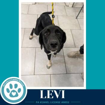 Levi (The L Train) 100326 -  Labrador Retriever Dog for Adoption in Kimberton, Pennsylvania - Levi (The L Train) 100326 | PetCurious