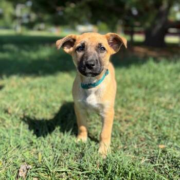 Scorpio--In Foster -  Shepherd and Mixed Breed Dog for Adoption in Fargo, North Dakota - Scorpio--In Foster | PetCurious