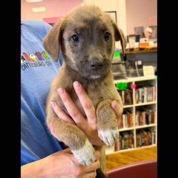 Lilo -  Labrador Retriever Dog for Adoption in Semmes, Alabama - Lilo | PetCurious