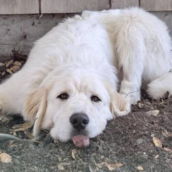 GOOSE -  Great Pyrenees Dog for Adoption in Richmond, California - GOOSE | PetCurious