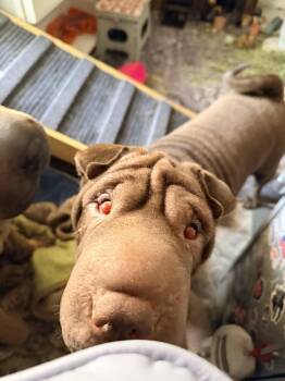 cleo -  Shar Pei Dog for Adoption in Lake Forest, California - Cleo | PetCurious