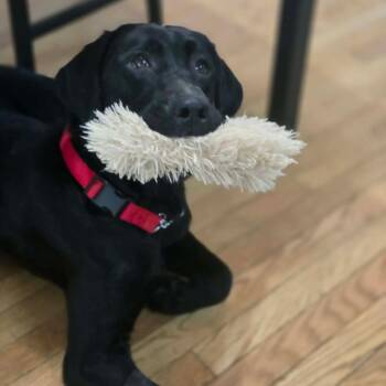 Sailor -  Black Labrador Retriever Dog for Adoption in Jarrettsville, Maryland - Sailor | PetCurious