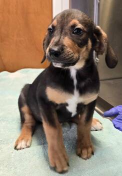 River -  Hound and Beagle Dog for Adoption in Sandusky, Ohio - River | PetCurious