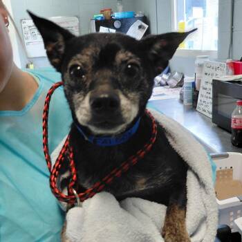 Fat Boy 0042 -  Chihuahua and Mixed Breed Dog for Adoption in Loxahatchee Groves, Florida - Fat Boy 0042 | PetCurious