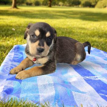 Mixed Breed Dogs Available for Adoption in Las Vegas, Nevada - Eevee | PetCurious