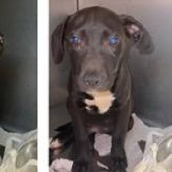 Zig -  Plott Hound and Mixed Breed Dog for Adoption in Clearwater, Florida - Zig | PetCurious