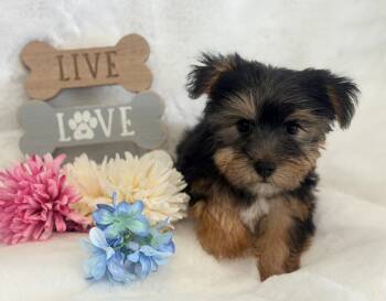 Rudy -  Yorkshire Terrier Dog for Sale in Morrow, Ohio - Rudy | PetCurious