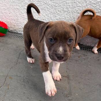 Naomi -  Hound and Mixed Breed Dog for Adoption in Pinellas Park, Florida - Naomi | PetCurious