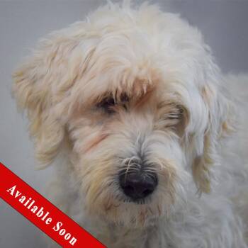 Layla -  Wheaten Terrier and Poodle Dog for Adoption in Huntley, Illinois - Layla | PetCurious