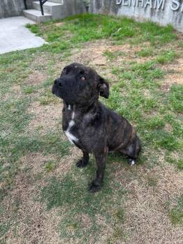 Mixed Breed Dogs Available for Adoption in Denham Springs, Louisiana - Lisa | PetCurious