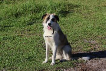 Muffin -  Great Pyrenees and Australian Shepherd Dog for Adoption in Panama City, Florida - Muffin | PetCurious