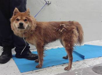 DAISY -  Chow Chow and Mixed Breed Dog for Adoption in Houston, Texas - DAISY | PetCurious