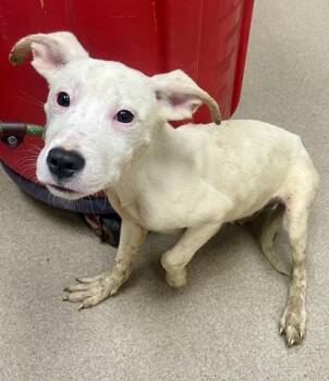 Rescue Mixed Breed Dogs for Adoption in Chamblee, Georgia - Carrot | PetCurious