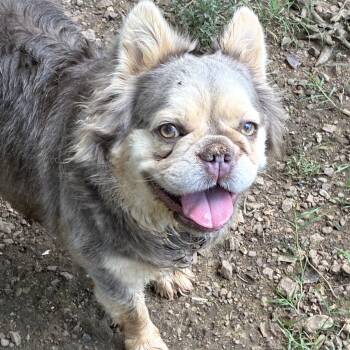 Becky -  French Bulldog Dog for Adoption in Pelham, New Hampshire - Becky | PetCurious
