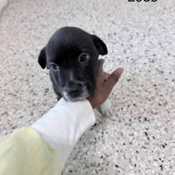 BLINKY 2935 -  Mixed Breed Dog for Adoption in Loxahatchee Groves, Florida - BLINKY 2935 | PetCurious