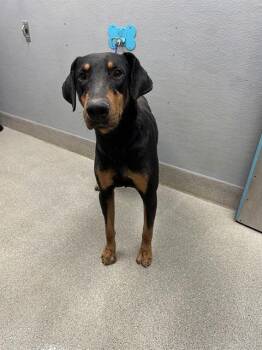 PLEX -  Doberman Pinscher Dog for Adoption in Las Vegas, Nevada - PLEX | PetCurious