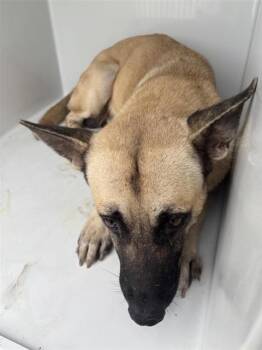 A662006 -  Belgian Shepherd Malinois Dog for Adoption in Houston, Texas - A662006 | PetCurious