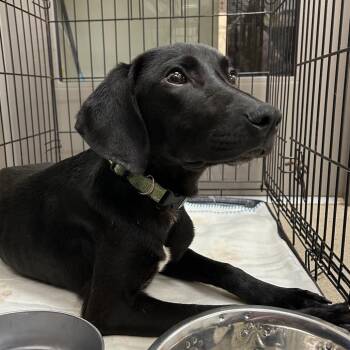 Verde -  Hound and Mixed Breed Dog for Adoption in Lynchburg, Virginia - Verde | PetCurious