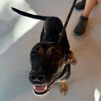 Pupperoni Stray Hold 9/7 -  Mixed Breed Dog for Adoption in Huntington, West Virginia - Pupperoni Stray Hold 9/7 | PetCurious