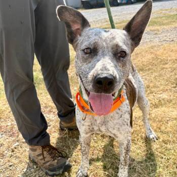 Shelbey -  Cattle Dog and Mixed Breed Dog for Adoption in Tulsa, Oklahoma - Shelbey | PetCurious