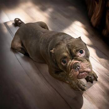 American Bulldog Dogs Available for Adoption - Muffin | PetCurious