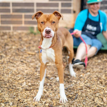 Rescue Mixed Breed Dogs for Adoption in Chamblee, Georgia - Bodee- IN FOSTER | PetCurious