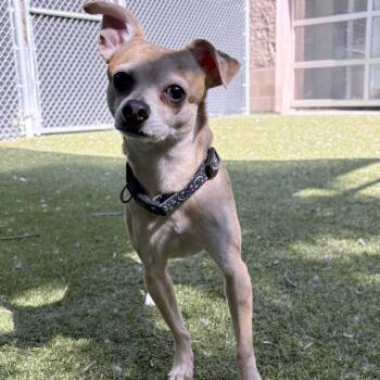 Al Pupcino -  Chihuahua Dog for Adoption in South Burlington, Vermont - Al Pupcino | PetCurious