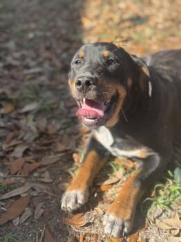 Golden Retriever and Australian Cattle Dog Blue Heeler Dogs Available for Adoption - Clint Black | PetCurious