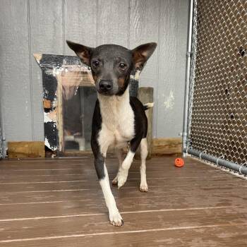 Spinach -  Terrier Dog for Adoption in Freeport, Florida - Spinach | PetCurious