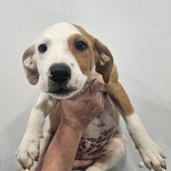 Barth -  Labrador Retriever Dog for Adoption in Kalamazoo, Michigan - Barth | PetCurious