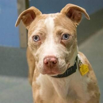 Pit Bull Terrier and Catahoula Leopard Dog Dogs Available for Adoption in St. Louis, Missouri - MINNIE | PetCurious