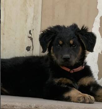 Elmyra -  German Shepherd Dog and Rottweiler Dog for Adoption - Elmyra | PetCurious