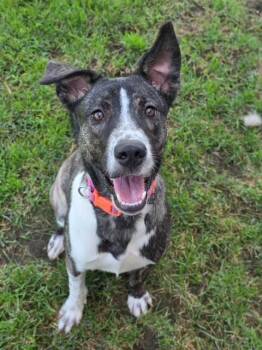 Zara -  Tennessee Treeing Brindle Dog for Adoption in Manteca, California - Zara | PetCurious