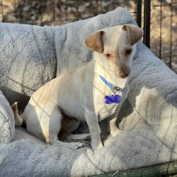 Chihuahua Dogs Available for Adoption - Dior | PetCurious